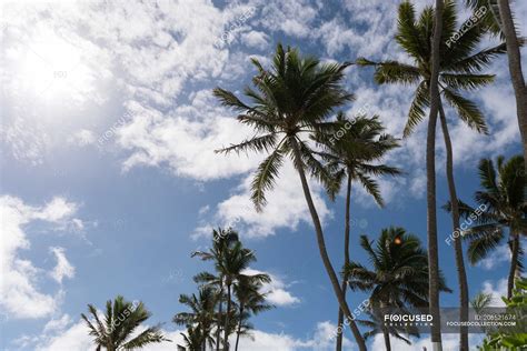 Palm Trees In The Beach On A Sunny Day — Sky Hawaii Stock Photo