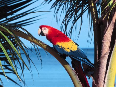 Macaw Parrot Bird Tropical 29 Wallpapers Hd Desktop