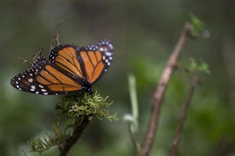 Monarch Butterfly Numbers Up 144 In Central Mexico