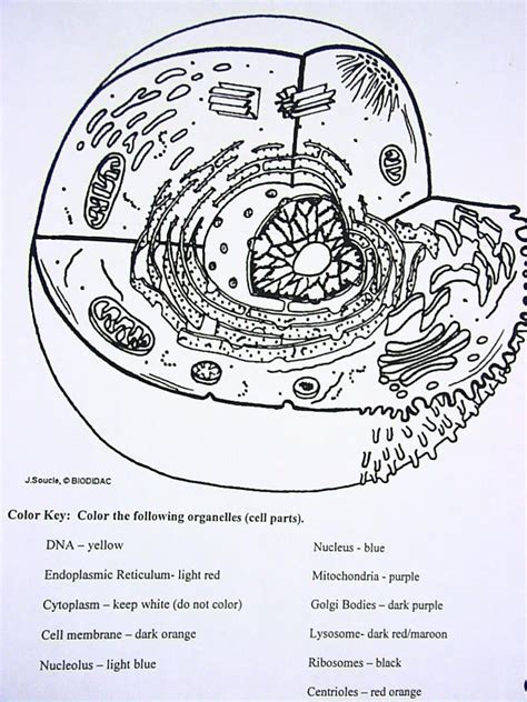 If you are studying cells this year, i hope you'll find these pages useful. Human Anatomy Coloring Pages Free Free Anatomy and ...