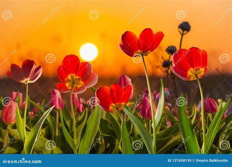 Tulip Flowers On Sunrise Stock Image Image Of Outdoor 137458139