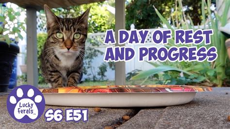 A Day Of Rest And Progress S6 E51 Lucky Ferals Cat Video Feral