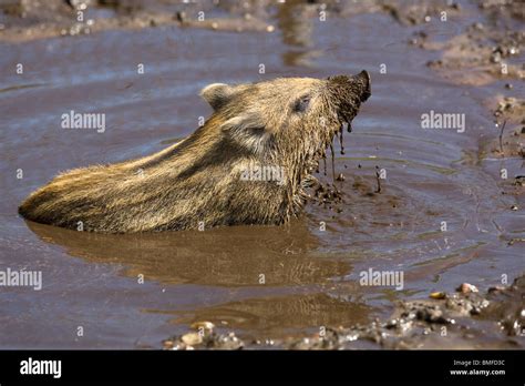 Wild Boar Piglet Taking A Mud Bath Sus Scrofa Stock Photo Alamy