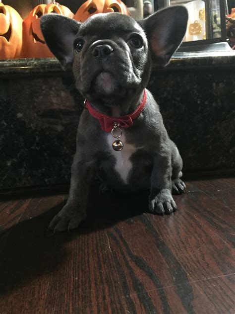 Only guaranteed quality, healthy puppies. French Bulldog Puppies For Sale | Sterling Heights, MI #252082