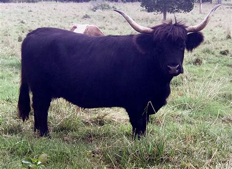 Heartland Highland Cattle Association Black Colored Highlands