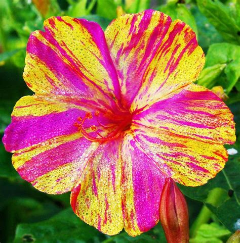 To create an impact plant it in clusters. 20 Heirloom Marvel of Peru - Four O'Clock Flower Seeds ...