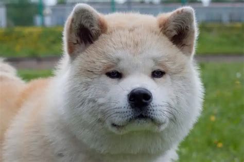 Akita Temperament Whats It Like Owning One Explained