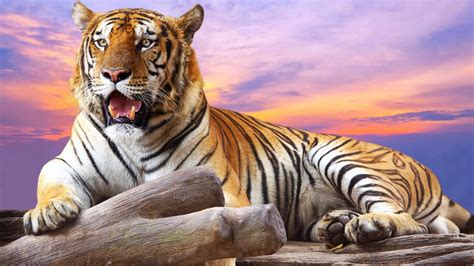 Die 51 Besten Tiger Wallpapers