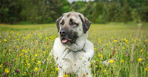 Anatolian Shepherd Dog Breed Complete Guide A Z Animals