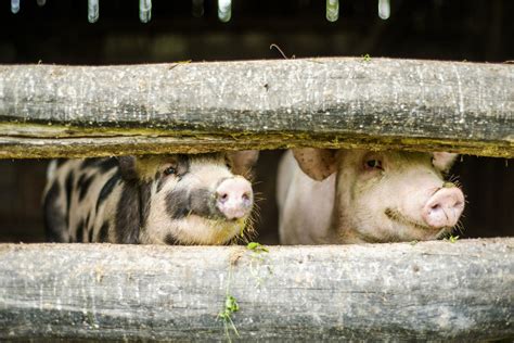Cute Pigs Are In The Old Barn Royalty Free Stock Image Storyblocks