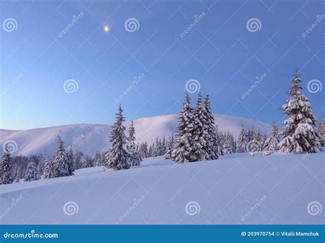 Amazingl Landscape On The Cold Winter Day High Mountain Pine Trees In