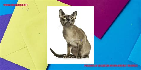 Kucing Tonkinese Ras Campuran Yang Menawan Dan Ramah Kucing Lucu Net