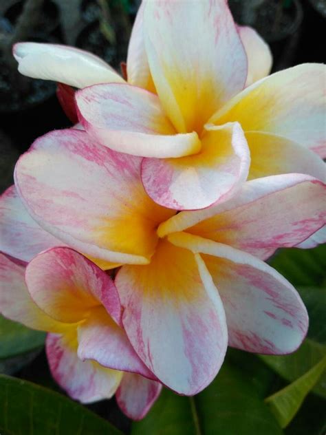 Essence Jungle Jacks Plumeria 2017 Fragrant Flowers Plumeria