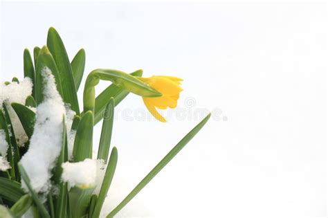 Daffodil Bulbs In The Snow Stock Image Image Of Snow 86155767