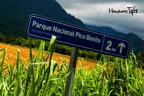 Pico Bonito La Exuberante Reserva Natural De Honduras Honduras Tips
