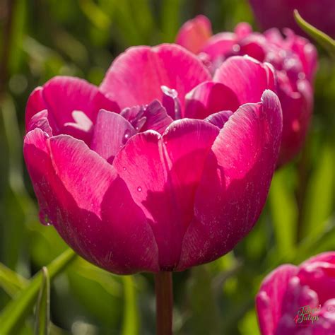 Tulip Rosy Diamond Pipi Time4tulips