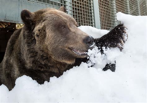 The Grouse Mountain Grizzly Bears Have Awoken From Hibernation