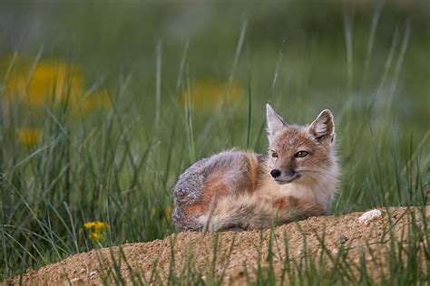 Jhp Blog May 28 2014 Swift Fox Pawnee National Grassland Colorado