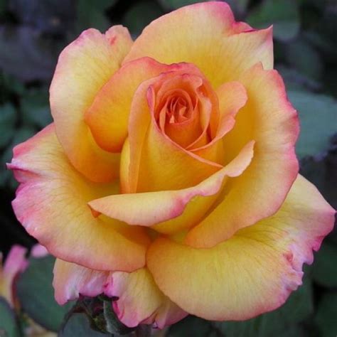 13 Celebs Who Have Flowers Named After Them Hybrid Tea Roses Flower