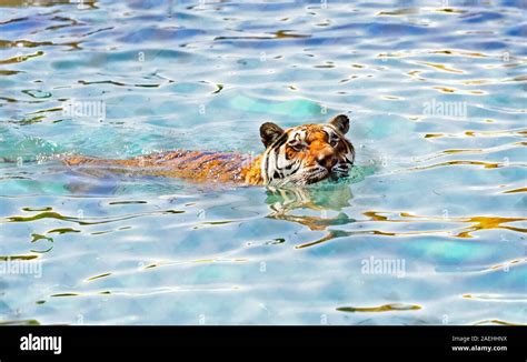 Bengal Tiger Swimming In A Swimming Pool Stock Photo Alamy
