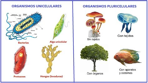 Diferencie Seres Unicelulares De Pluricelulares Ensino