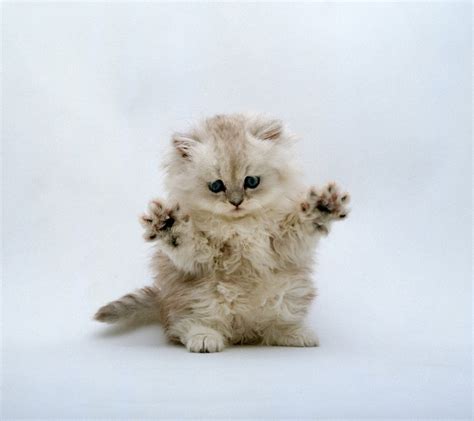 Persian Cat Cute Animals Pinterest