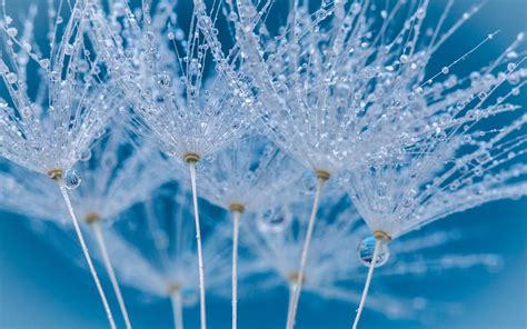 Dandelion Seeds And Water Drops Blue Seed Dandelion Water Macro