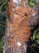 How To Spot Termites In Trees And What To Do About Them!
