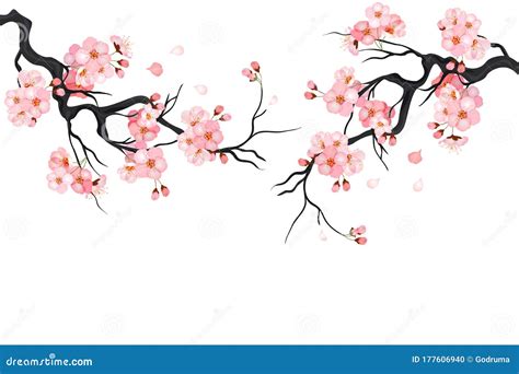Japanese Cherry Sakura Tree Isolated Background Branch With Blossom Flowers Vector Stock
