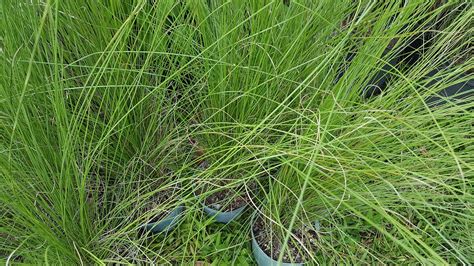 Muhlenbergia Capillaris Gulf Coast Muhly Grass Hair Awn Muhly Pink