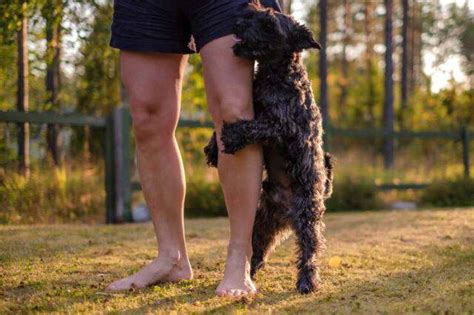 Perché la cagna monta la gamba Il cane femmina e le motivazioni