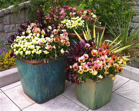 A Beautiful Arrangement Made Of Pansy Delta ‘premium Persian Medley