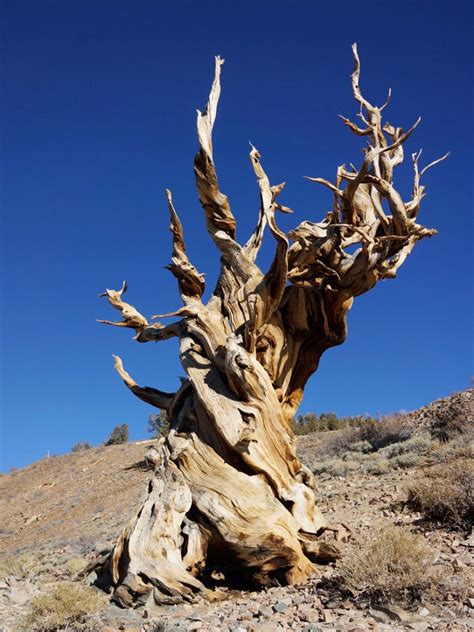 Oldest Living Trees: Some Of The Oldest Trees Around The World