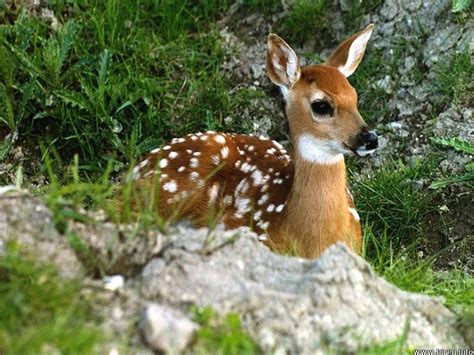 A Beautiful Dear Deer Photos Bird Pictures Animal Pictures Macoto