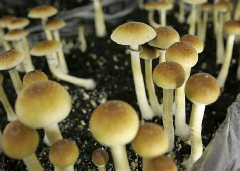 Denver Votes To Decriminalize Magic Mushrooms Bloomberg
