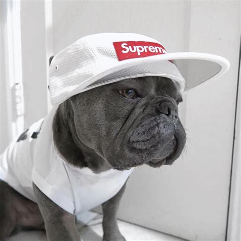 People Wearing Supreme Wallpapers On Wallpaperdog