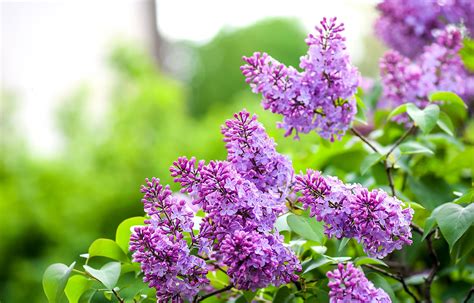 Oh Yes Its Lilac Season Celebrate With These 12 Surprising Lilac
