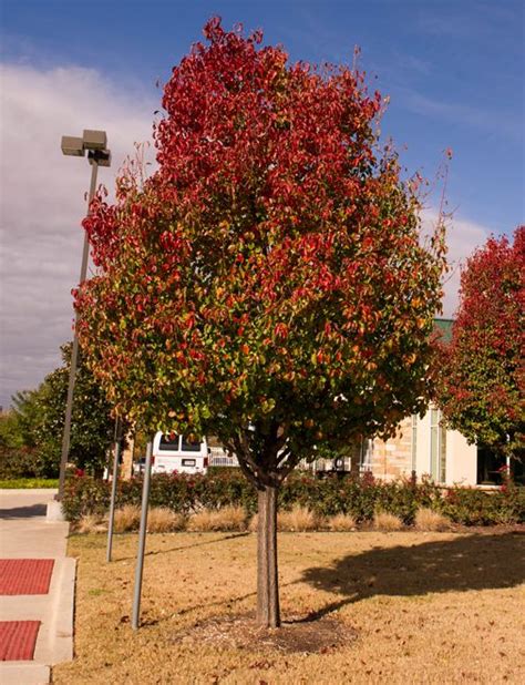 Cleveland Select Pear Tree Dallas Texas Treeland Nursery White