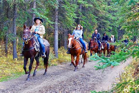 Trail Riding Horses For Sale