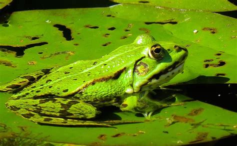 Animal Nature Frog Leaf Water Amphibian Pikist