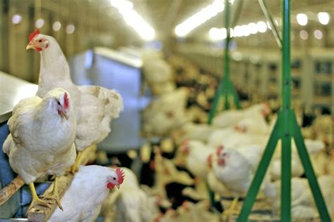 Cargill Continental Grain To Buy Chicken Producer Sanderson Farms For