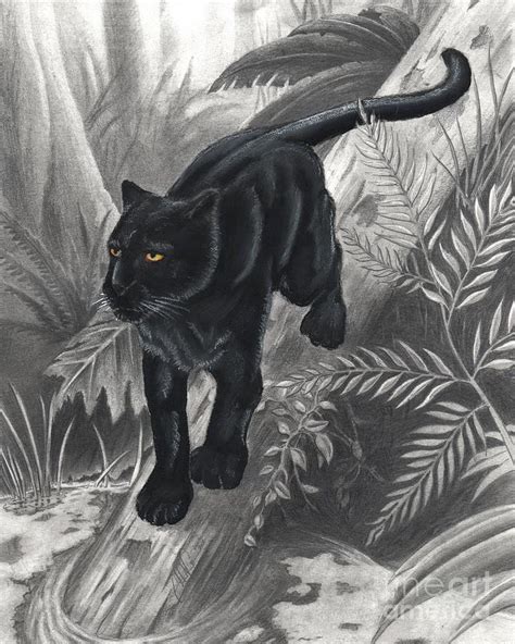 Panther By The Water Drawing By Christian Conner Fine Art America