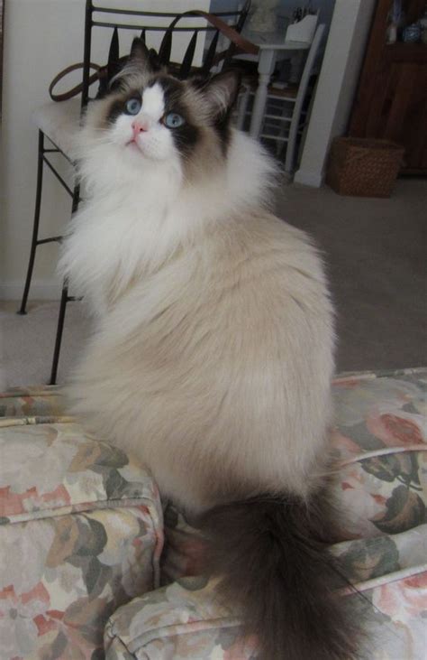 Ragdoll Cats Are Named For Their Floppy Demeanor When Picked Up These
