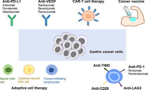 Frontiers Recent Progress And Future Perspectives Of Immunotherapy In