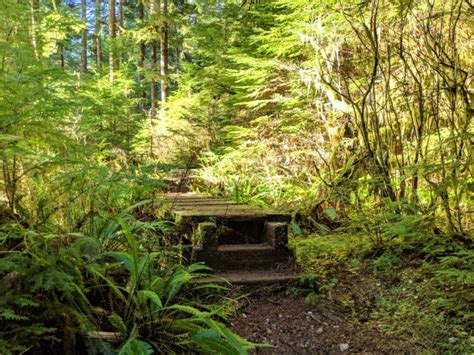 A Complete Guide To Carmanah Walbran Provincial Park Vancouver Island