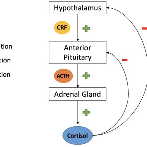 Hypothalamic Pituitary Adrenal Hpa Axis Upon Activation By A