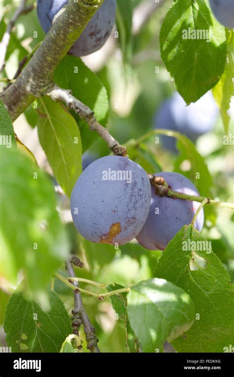 Prunus Domestica Fruit Plums On A Tree Stock Photo Alamy