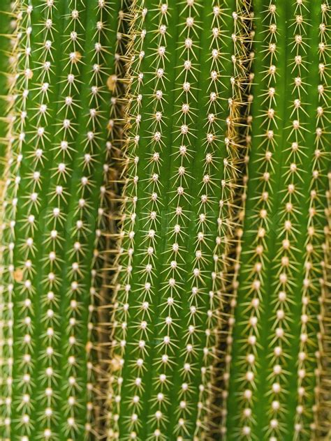 Cactus Macro Textures Ouch Stock Image Colourbox