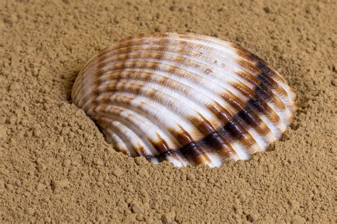 Shell Sand Beach Free Photo On Pixabay Pixabay