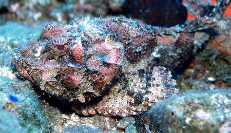 Scorpionfish Characteristics Habitat And Breeding Fish
